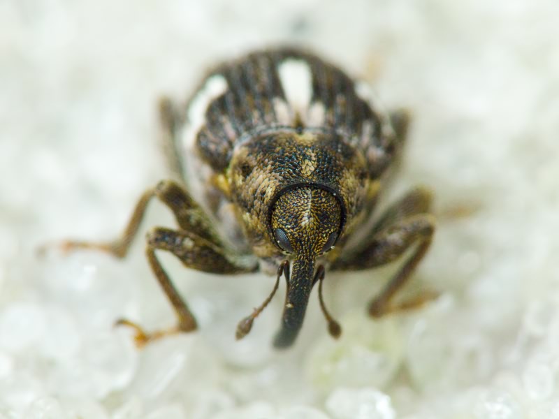 Datonychus arquata (Herbst, 1795)